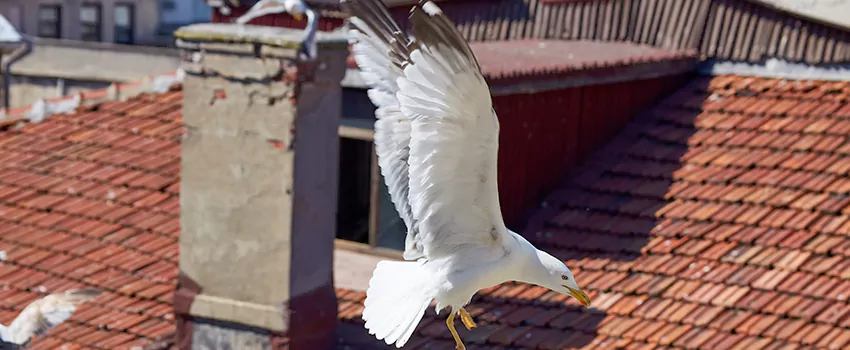 Residential Chimney Animal Removal Solution in Newnan, GA